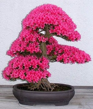 bonsai-tree-07.jpg