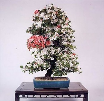bonsai-tree-17.jpg