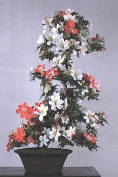 bonsai-tree-33.jpg