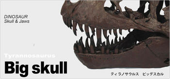 skull-newtrex-top.jpg