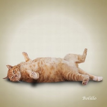 yoga_cats_2010_02.jpg