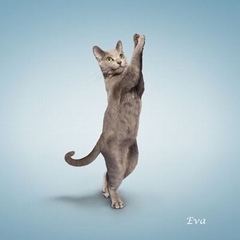 yoga_cats_2010_04.jpg