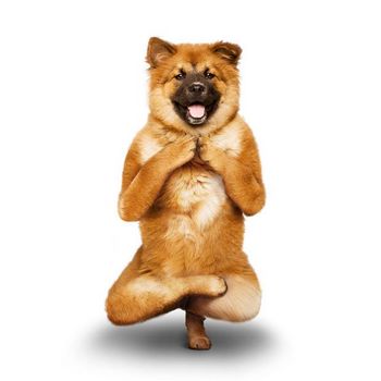 yoga_dogs_01.jpg