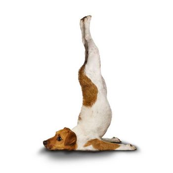 yoga_dogs_08.jpg